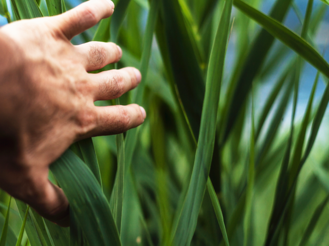 Formation Mooc production alimentaire respectueuse durable